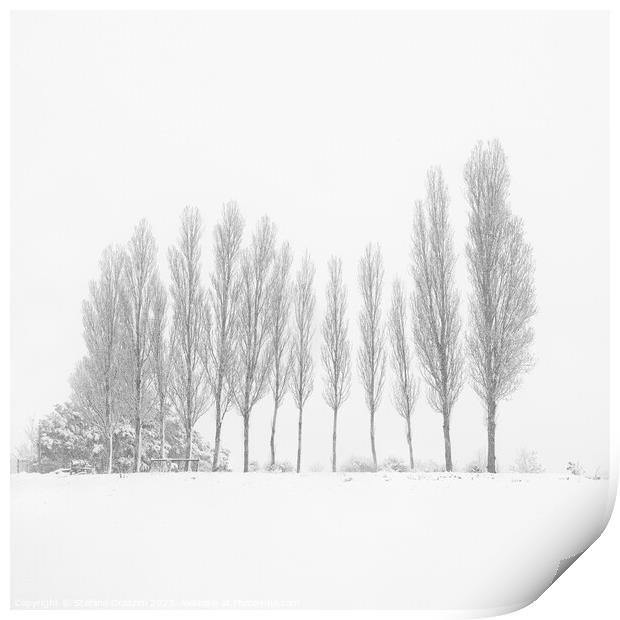 13 Trees Under the Snowfall Print by Stefano Orazzini