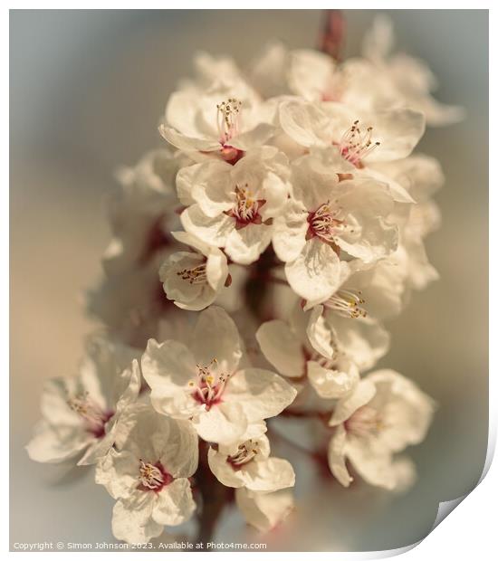 spring blossom Print by Simon Johnson