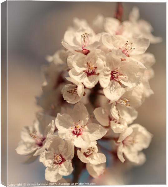 Early spring blossom Canvas Print by Simon Johnson