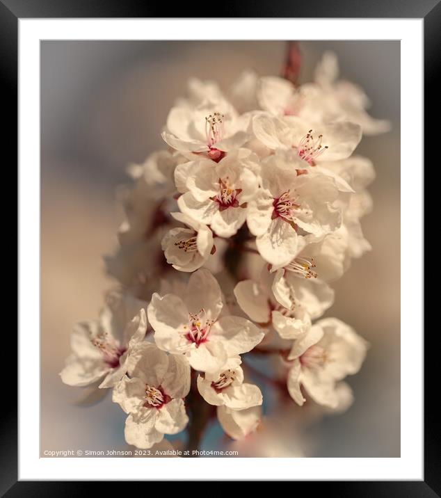 Early spring blossom Framed Mounted Print by Simon Johnson