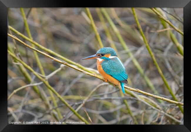 kingfisher Framed Print by David Ford