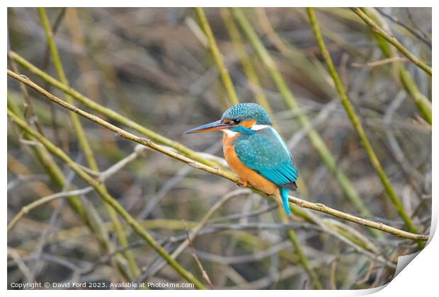 kingfisher Print by David Ford