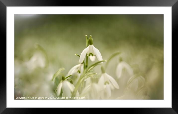 Snowdrop flowers Framed Mounted Print by Simon Johnson