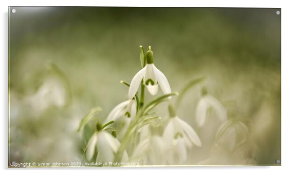 Snowdrop flowers Acrylic by Simon Johnson