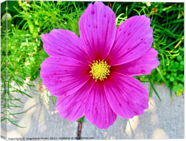 Pink Daisy Canvas Print by Stephanie Moore