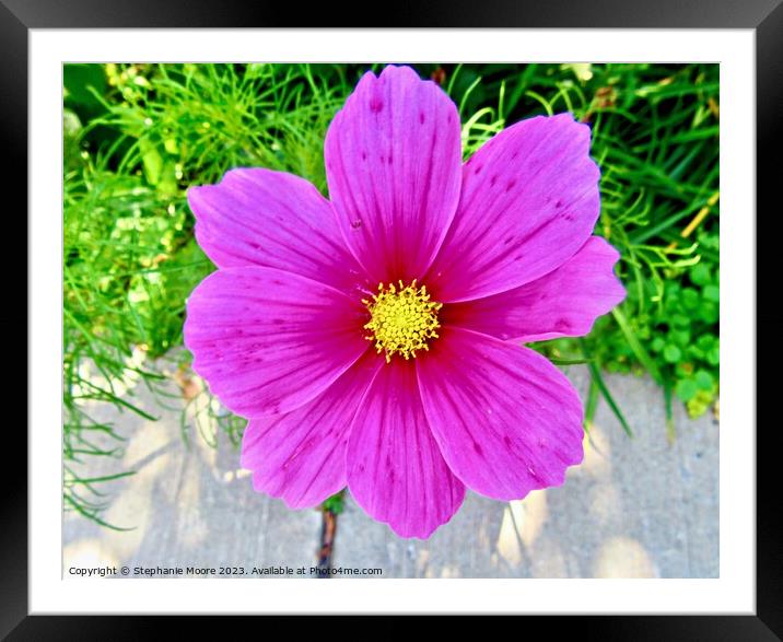 Pink Daisy Framed Mounted Print by Stephanie Moore