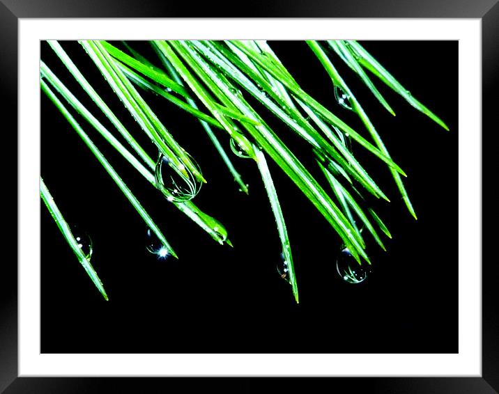 Rain Drops On A Pinus Framed Mounted Print by Louise Godwin