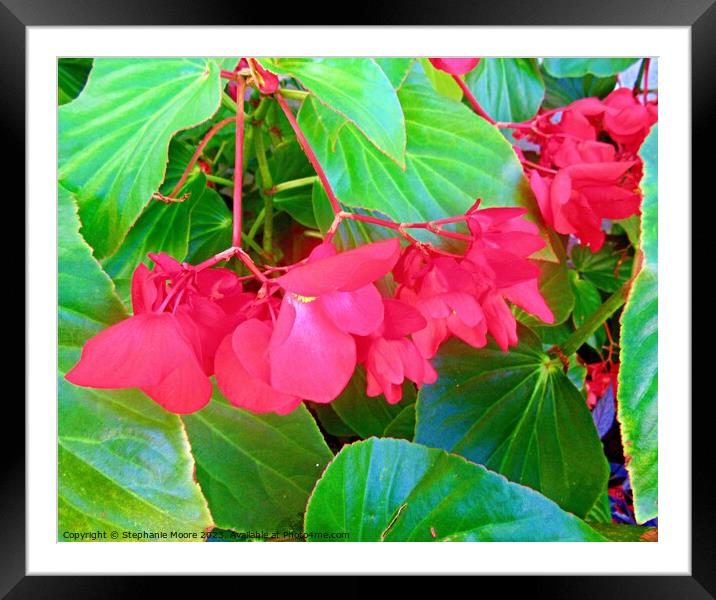 Pretty pink bells Framed Mounted Print by Stephanie Moore