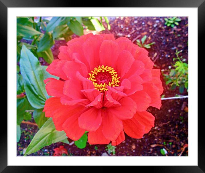 Red Dahlia Framed Mounted Print by Stephanie Moore