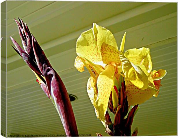 Yellow gladiolus Canvas Print by Stephanie Moore