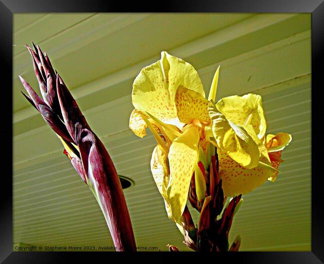 Yellow gladiolus Framed Print by Stephanie Moore