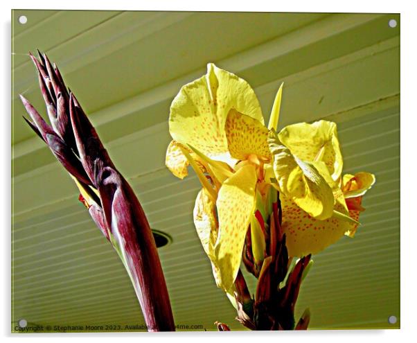 Yellow gladiolus Acrylic by Stephanie Moore