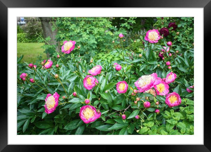 Peonies Framed Mounted Print by Alison Chambers