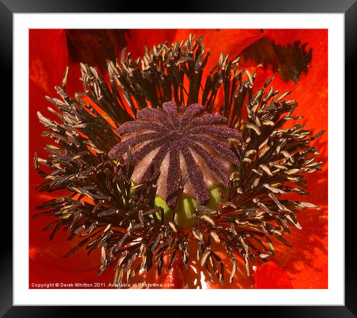 Red Poppy Macro Framed Mounted Print by Derek Whitton