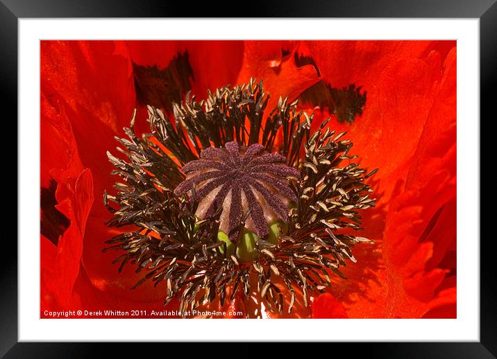 Red Poppy Macro Framed Mounted Print by Derek Whitton