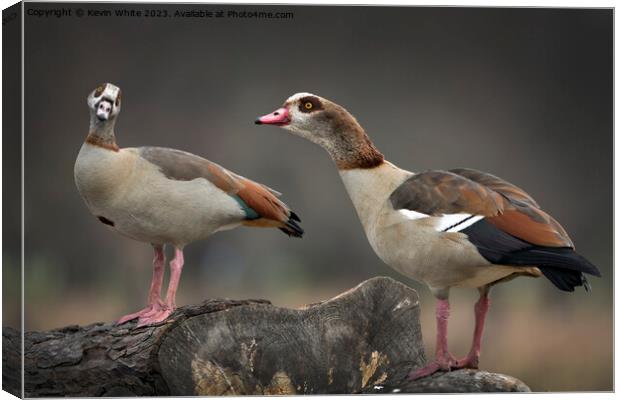 Male and Female Egyptian geese sitting on old log Canvas Print by Kevin White