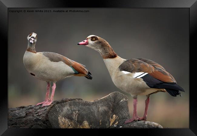 Male and Female Egyptian geese sitting on old log Framed Print by Kevin White