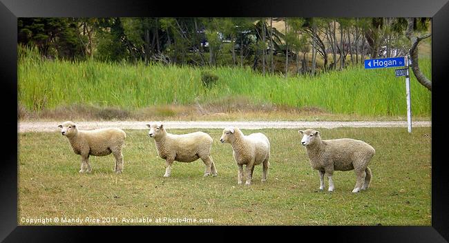 Four sheep Framed Print by Mandy Rice