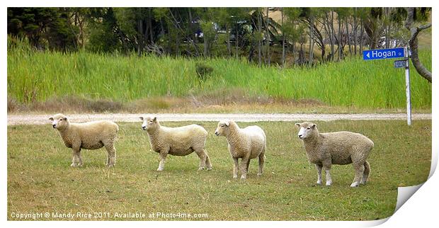 Four sheep Print by Mandy Rice