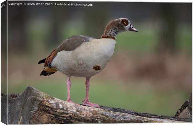 Egyptian goose looking alert Canvas Print by Kevin White