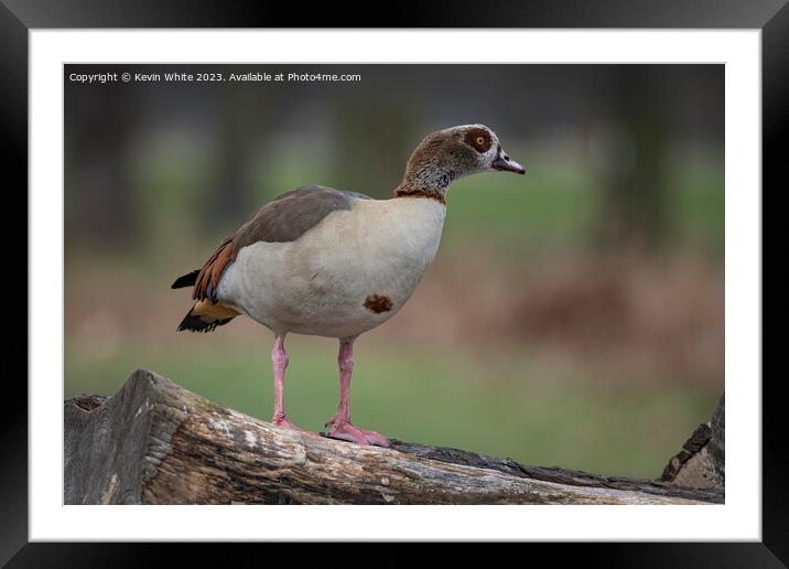 Egyptian goose looking alert Framed Mounted Print by Kevin White