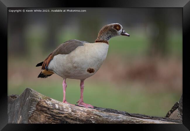 Egyptian goose looking alert Framed Print by Kevin White