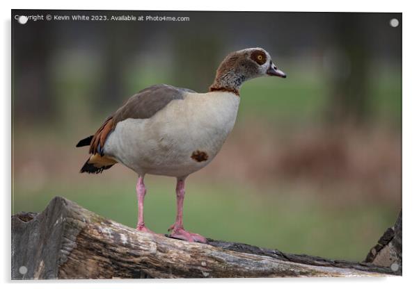 Egyptian goose looking alert Acrylic by Kevin White