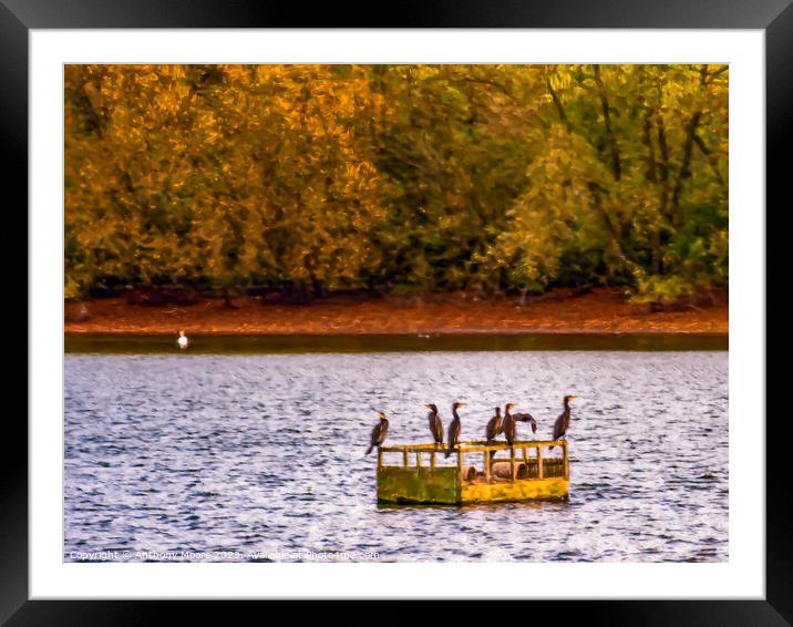 Cormorants   Framed Mounted Print by Anthony Moore
