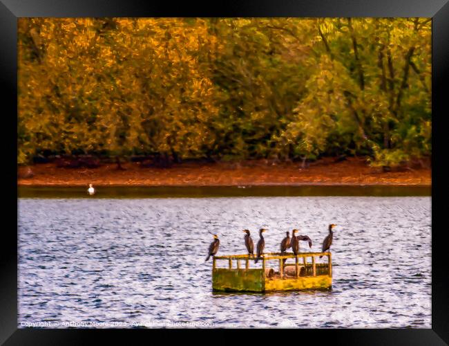 Cormorants   Framed Print by Anthony Moore