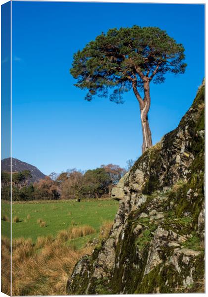 Tree on a rock Lake District Cumbria Canvas Print by Tim Hill