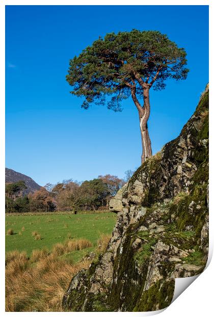 Tree on a rock Lake District Cumbria Print by Tim Hill