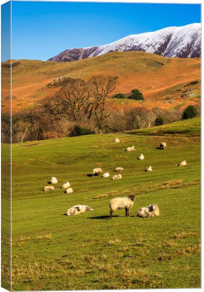 Buttermere Sheep Canvas Print by Tim Hill