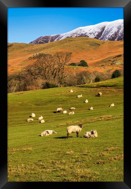 Buttermere Sheep Framed Print by Tim Hill