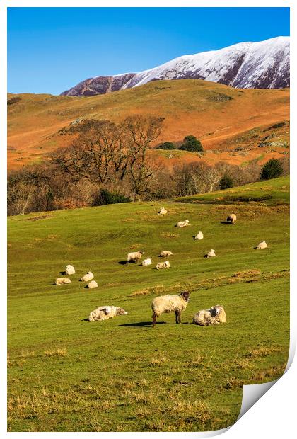 Buttermere Sheep Print by Tim Hill