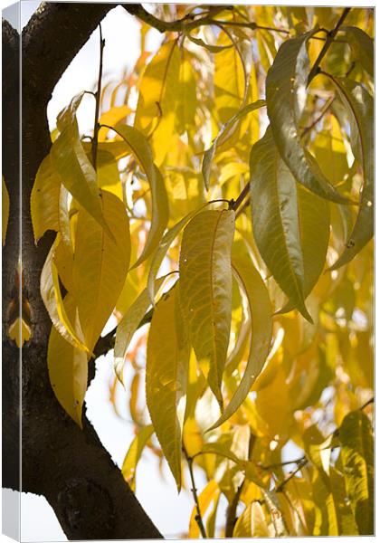 Autumn leaves Canvas Print by Ian Middleton