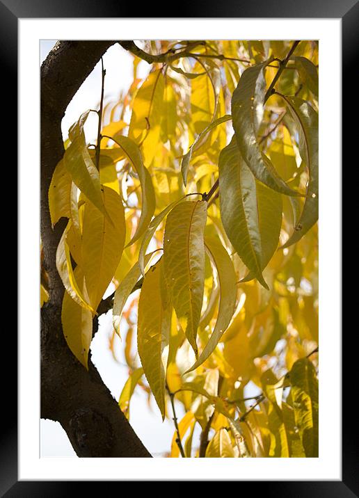 Autumn leaves Framed Mounted Print by Ian Middleton