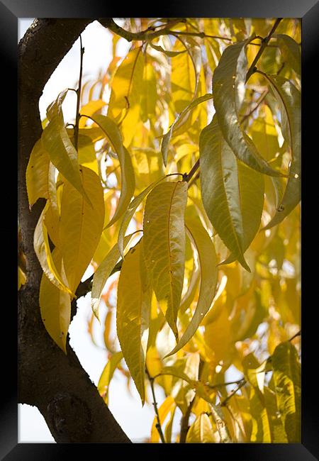 Autumn leaves Framed Print by Ian Middleton