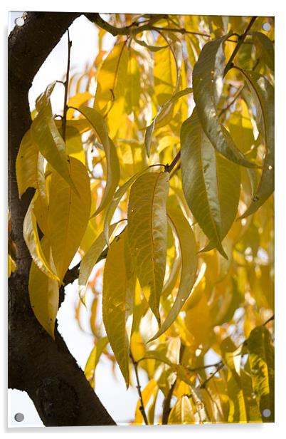 Autumn leaves Acrylic by Ian Middleton