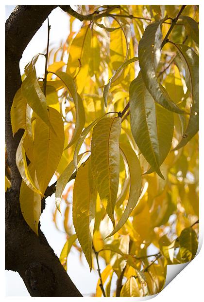 Autumn leaves Print by Ian Middleton