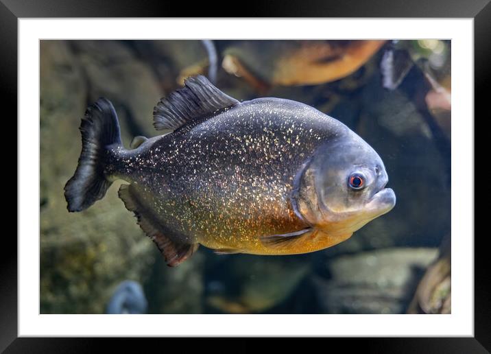 The Red-bellied Piranha Fish Framed Mounted Print by Artur Bogacki