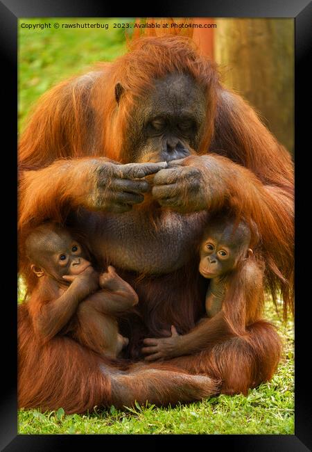 Orangutan Mother and Babies Framed Print by rawshutterbug 