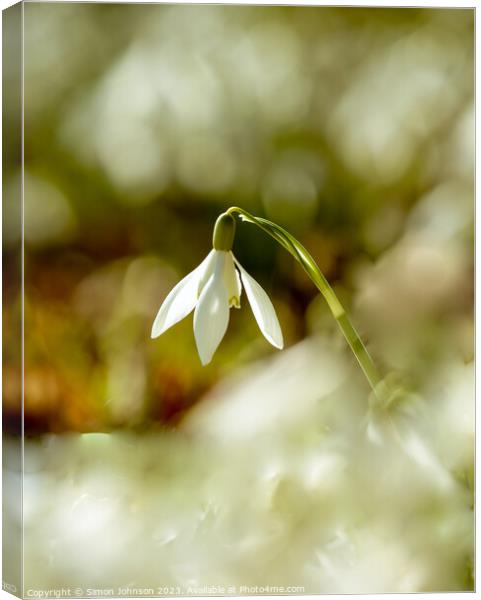A close up of a sunlit snowdrop flower Canvas Print by Simon Johnson