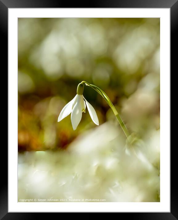 A close up of a sunlit snowdrop flower Framed Mounted Print by Simon Johnson