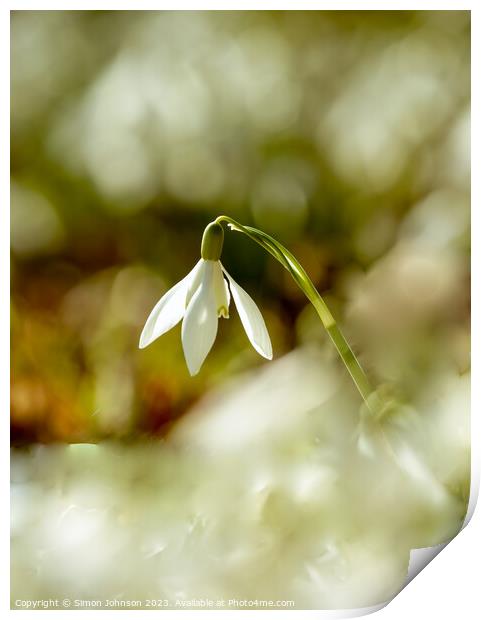 A close up of a sunlit snowdrop flower Print by Simon Johnson