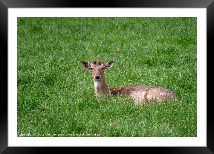 Fallow Deer (Dama dama), Female fallow deer in a meadow Framed Mounted Print by Lubos Chlubny