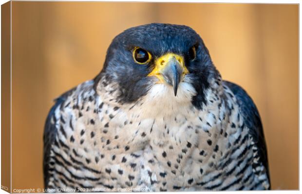 Peregrine falcon (Falco peregrinus) bird of prey portrait. Canvas Print by Lubos Chlubny