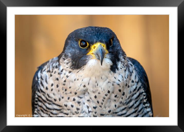 Peregrine falcon (Falco peregrinus) bird of prey portrait. Framed Mounted Print by Lubos Chlubny