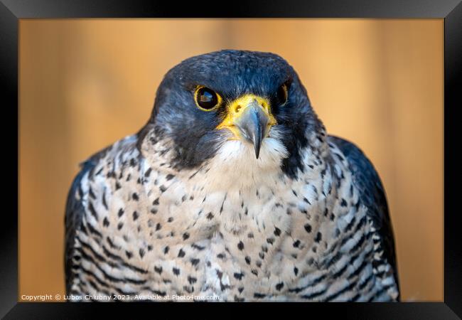 Peregrine falcon (Falco peregrinus) bird of prey portrait. Framed Print by Lubos Chlubny