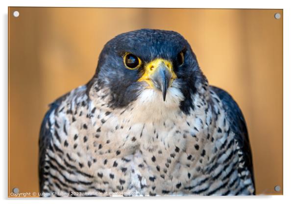 Peregrine falcon (Falco peregrinus) bird of prey portrait. Acrylic by Lubos Chlubny