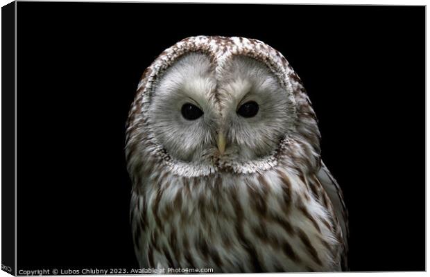 Ural owl (Strix uralensis). Nocturnal owl on black background Canvas Print by Lubos Chlubny